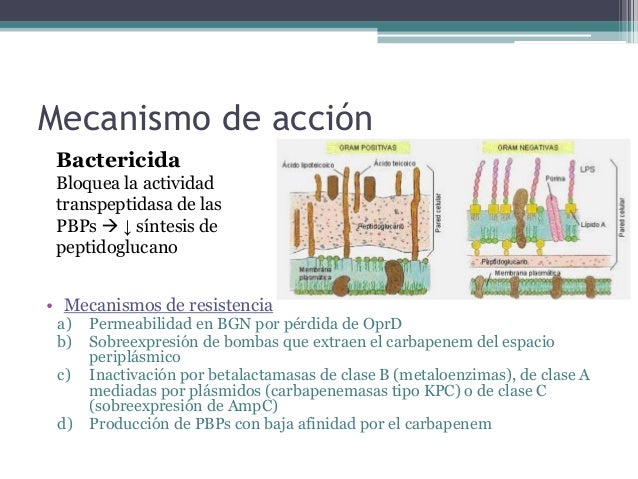 carbapenem mecanismo de accion